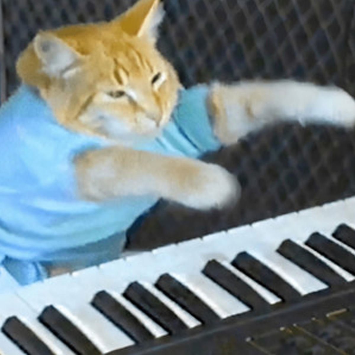 Keyboard Cat